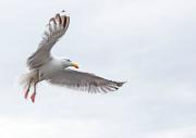 Silbermoewe - European Herring Gull (Larus argentatus)